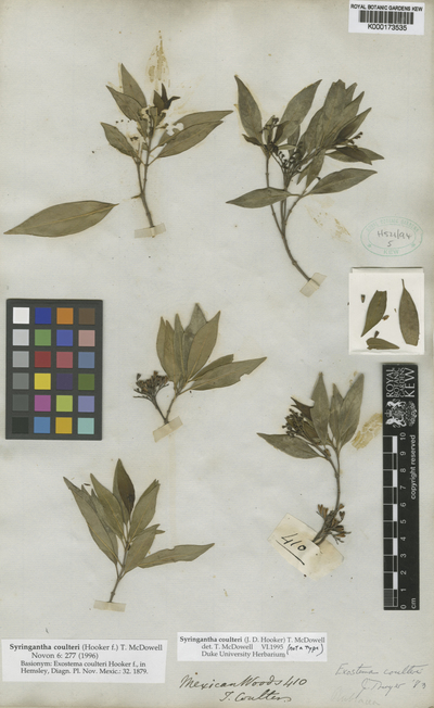 Syringantha coulteri (Hook.f.) T.McDowell