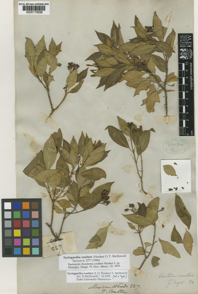 Syringantha coulteri (Hook.f.) T.McDowell