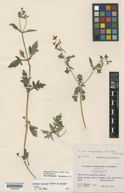 Calceolaria mexicana Benth. subsp. mexicana