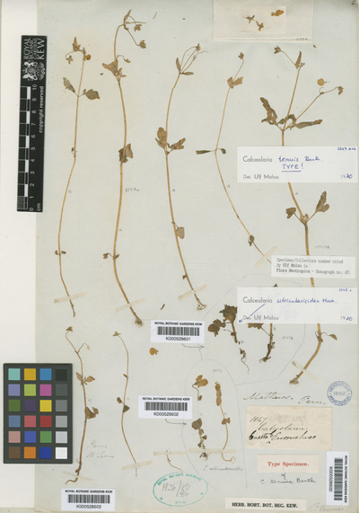Calceolaria tenuis Benth.