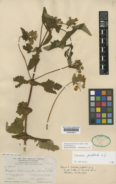 Calceolaria perfoliata L.f.