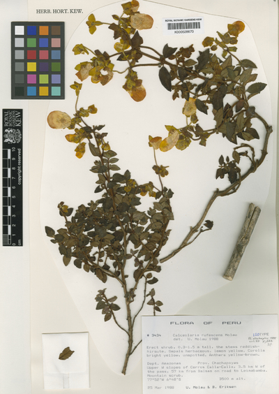 Calceolaria rufescens Molau