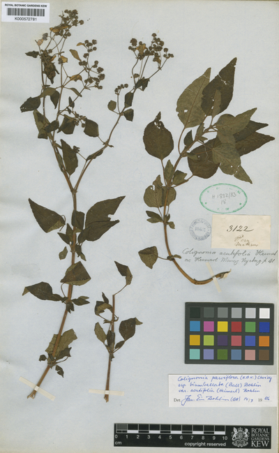 Colignonia parviflora (Kunth) Choisy var. acutifolia (Heimerl) J.E.Bohlin