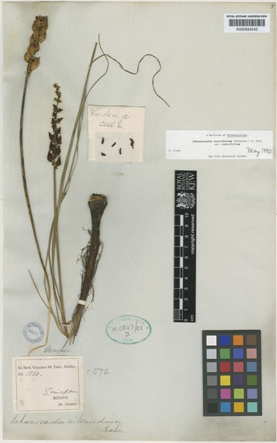 Schoenocaulon caricifolium (Schltdl.) A.Gray var. caricifolium