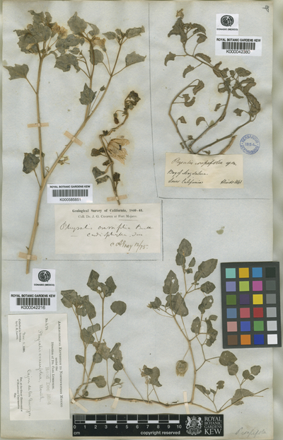 Physalis crassifolia Benth. var. cardiophylla (Torr.) A.Gray