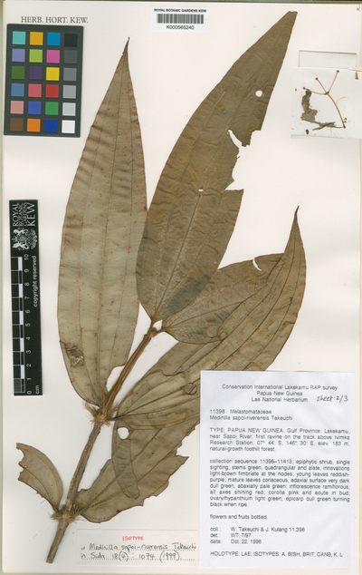 Medinilla sapoi-riverensis Takeuchi