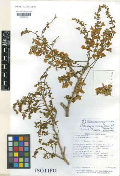 Pterocarpus michelianus N. Zamora