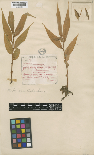 Caulokaempferia coenobialis (Hance) K.Larsen