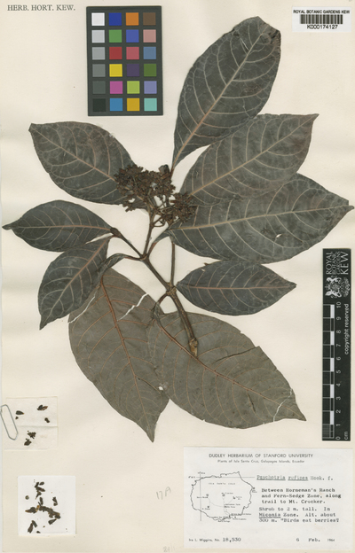 Psychotria rufipes Hook.f.