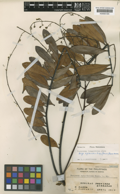 Eurycoma longifolia Jack subsp. eglandulosa (Merr.) Noot.