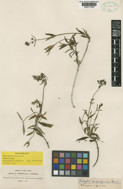 Oldenlandia consanguinea (Hance) Kuntze