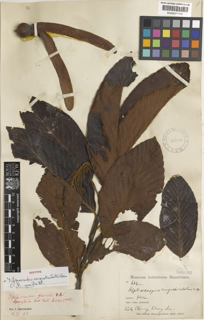 Dipterocarpus gracilis Blume