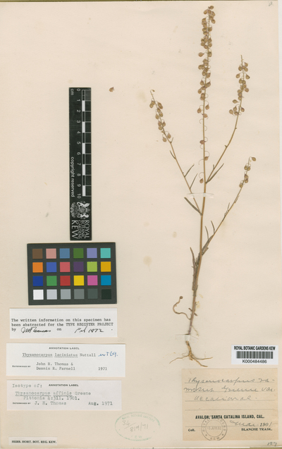 Thysanocarpus laciniatus Nuttall ex T. & G.