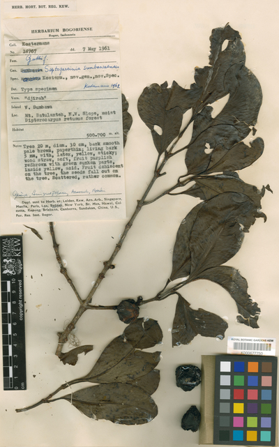 Garcinia sumbawensis Lauterb.