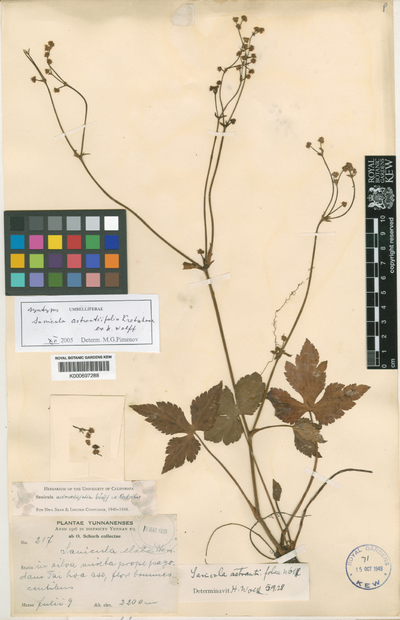 Sanicula astrantiifolia H.Wolff ex Kretschmer