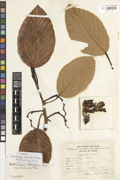 Dipterocarpus obtusifolius Teijsm. ex Miq. var. subnudus Ryan & Kerr