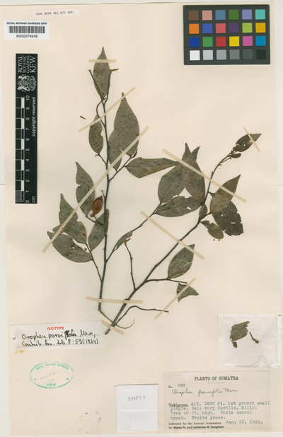 Orophea parvifolia Merr.