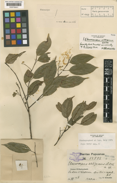 Elaeocarpus altigenus Schltr.