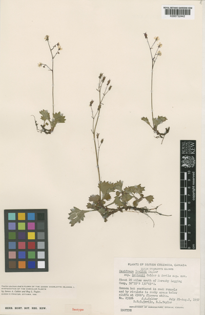Saxifraga lyallii Engler subsp. hultenii Calder & Savile