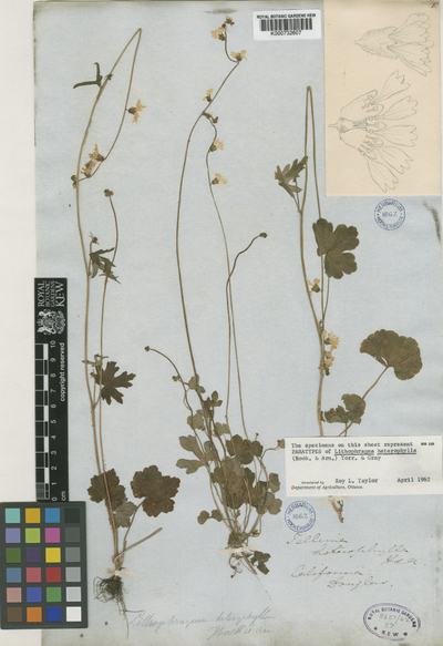 Lithophragma heterophylla (Hook. & Arn.) Torr. & A.Gray