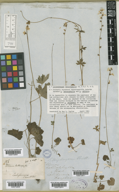 Lithophragma heterophylla (Hook & Arm) Torr. & A.Gray