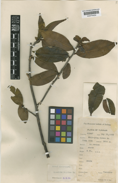 Camellia sophiae Hu