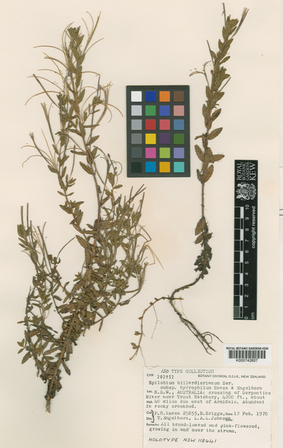 Epilobium billardiereanum Ser. subsp. hydrophilum P.H.Raven & Engelhorn
