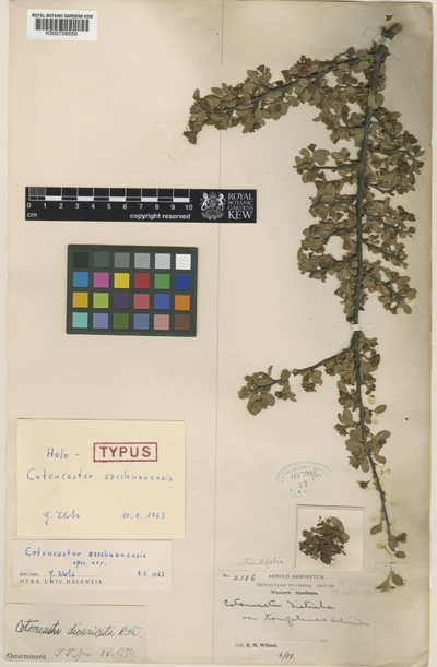 Cotoneaster divaricatus Rehder & E.H.Wilson