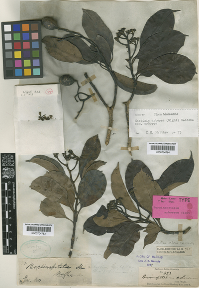 Mastixia arborea (Wight) C.B.Clarke subsp. arborea