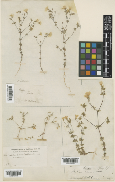 Linanthus aureus (Nutt.) Greene