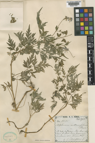 Delphinium anthriscifolium Hance subsp. anthriscifolium