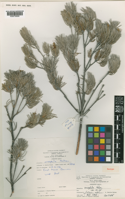 Adenanthos oreophilus E.C.Nelson
