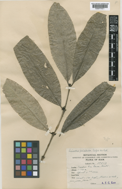 Lasianthus repoeuensis Pierre ex Pit.