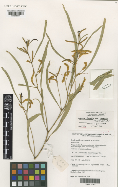 Acacia tumida F.Muell. ex Benth. var. extenta M.W.McDonald