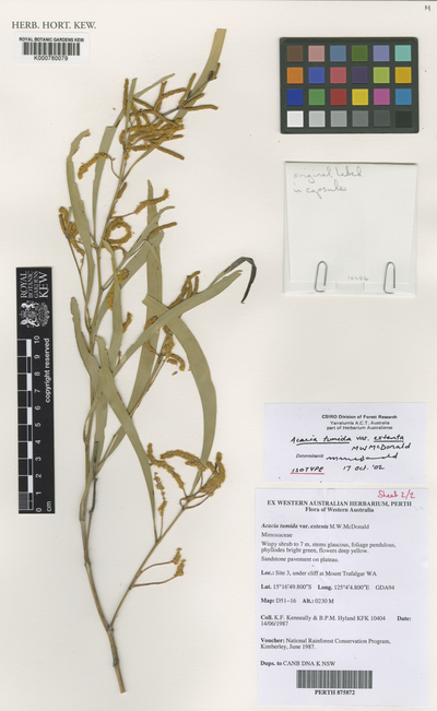 Acacia tumida F.Muell. ex Benth. var. extenta M.W.McDonald