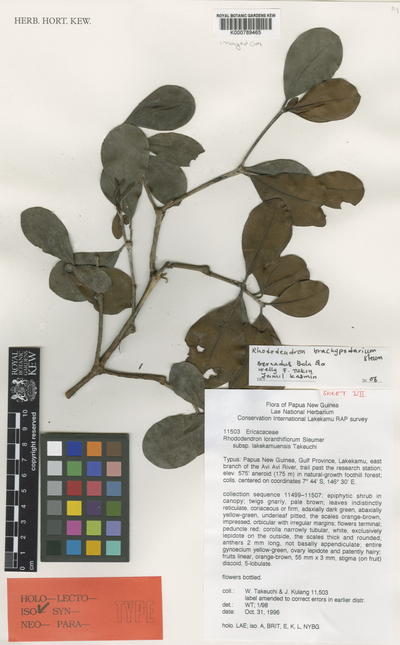 Rhododendron loranthiflorum Sleumer subsp. lakekamuense W.N.Takeuchi