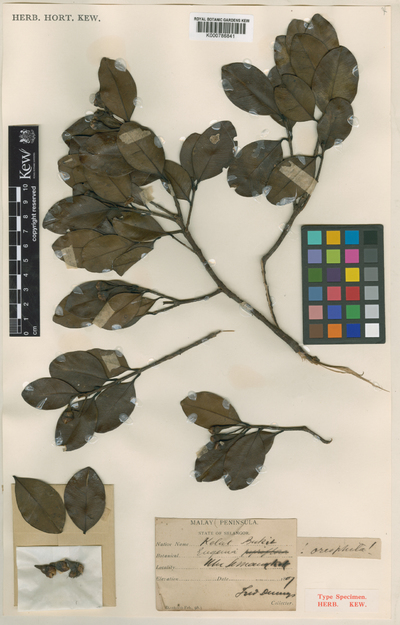 Syzygium oreophilum I.M.Turner