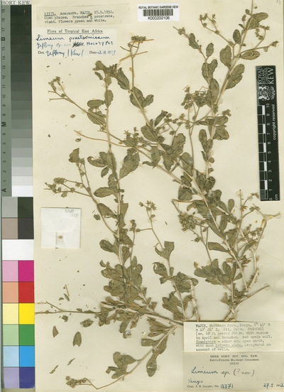 Limeum praetermissum C.Jeffrey