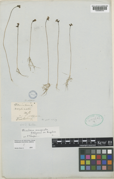 Utricularia resupinata B.D.Greene ex Bigelow