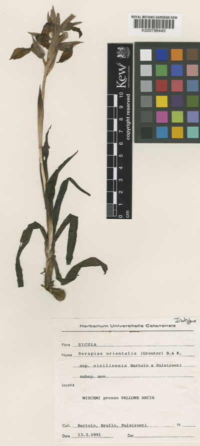 Serapias orientalis (Greuter) H.Baumann & Künkele subsp. siciliensis Bartolo & Pulv.
