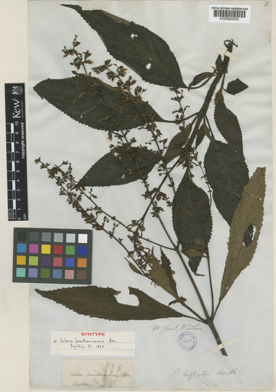 Plectranthus inflatus (Benth.) R.H.Willemse var. dubia