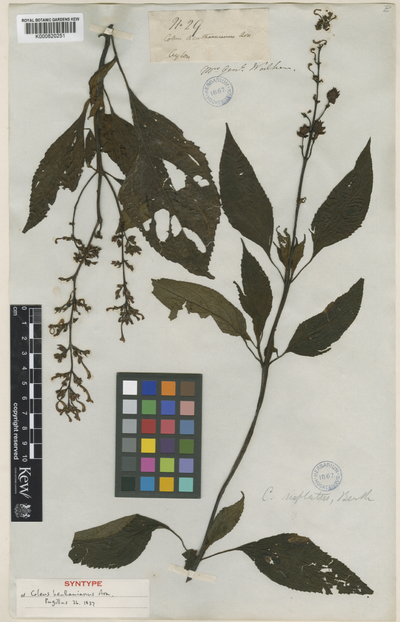 Plectranthus inflatus (Benth.) R.H.Willemse var. dubia