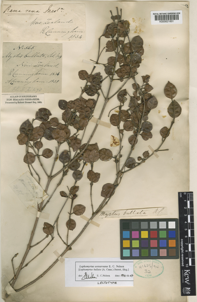 Lophomyrtus aotearoana E.C.Nelson
