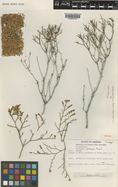 Eriogonum apachense Reveal