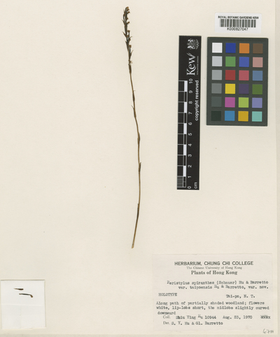 Peristylus lacertifer (Lindl.) J.J.Sm. var. taipoensis (S.Y.Hu & Barretto) S.C.Chen, S.W.Gale & P.J.Cribb