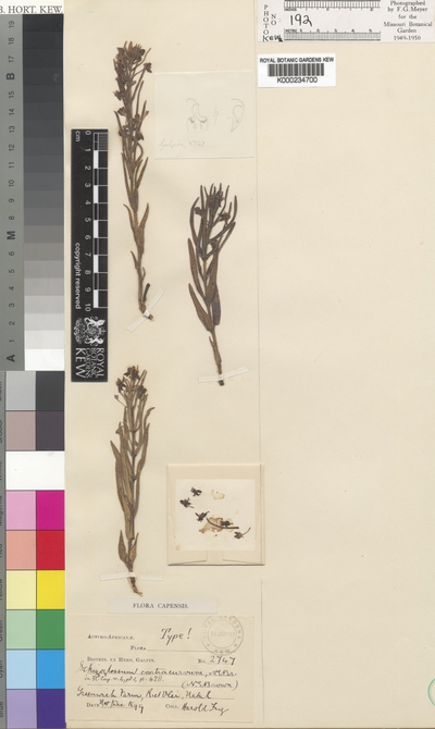 Aspidoglossum ovalifolium (Schltr.) Kupicha