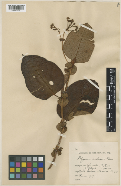 Persicaria chinensis var. malaica