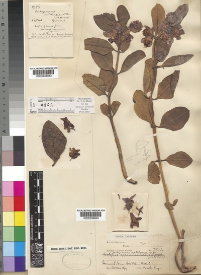 Pachycarpus natalensis N.E.Br.