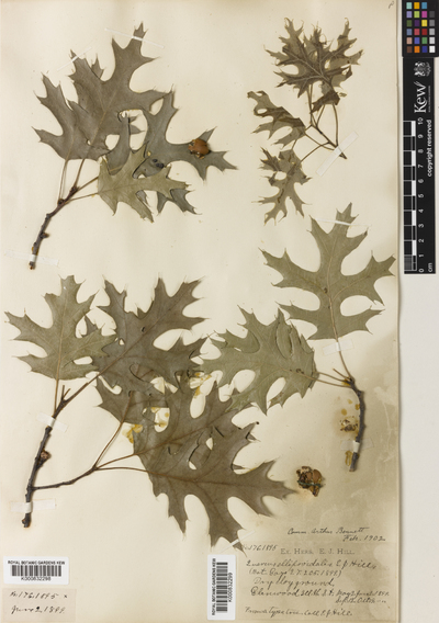 Quercus ellipsoidalis E.J.Hill