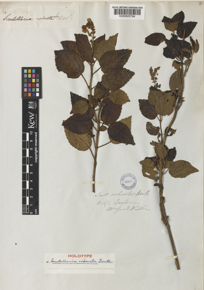 Scutellaria violacea B.Heyne ex Benth.